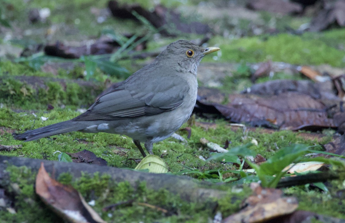Ecuadorian Thrush - ML641717755