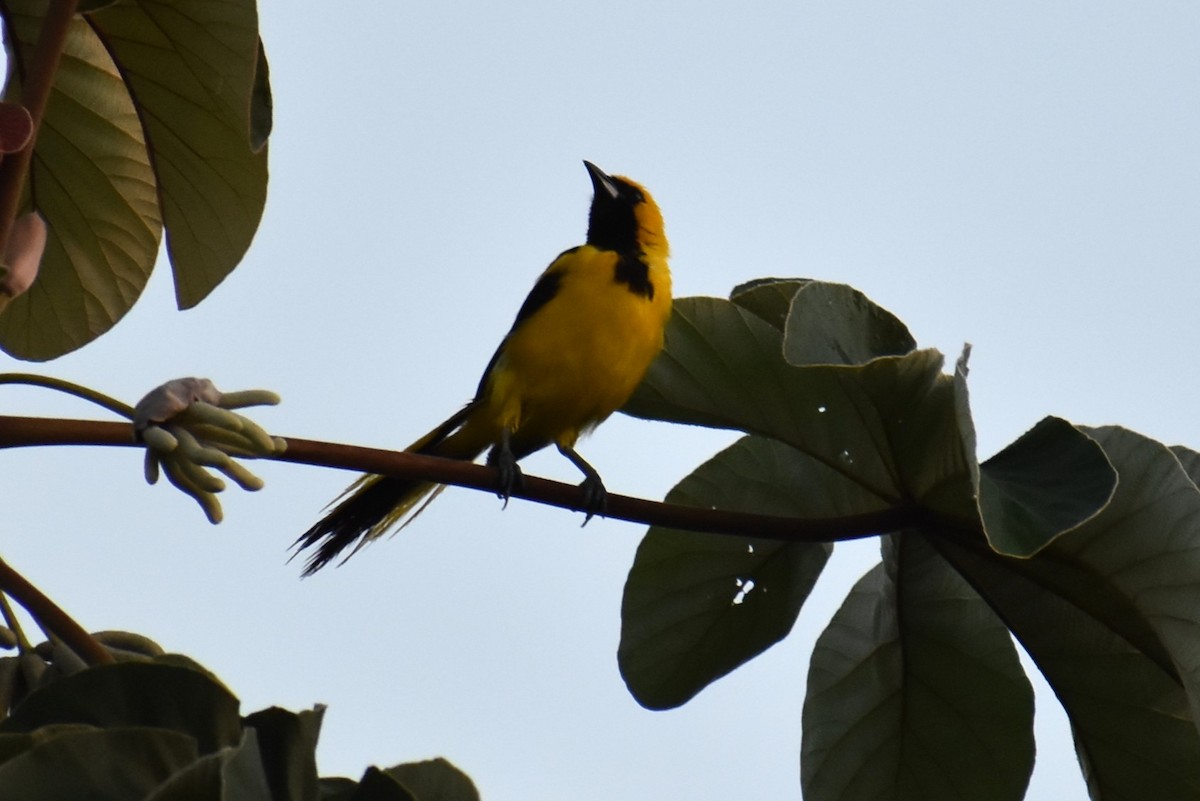 Yellow-tailed Oriole - ML641717758