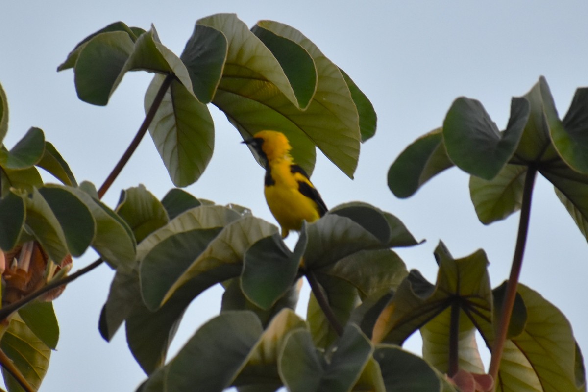 Yellow-tailed Oriole - ML641717759