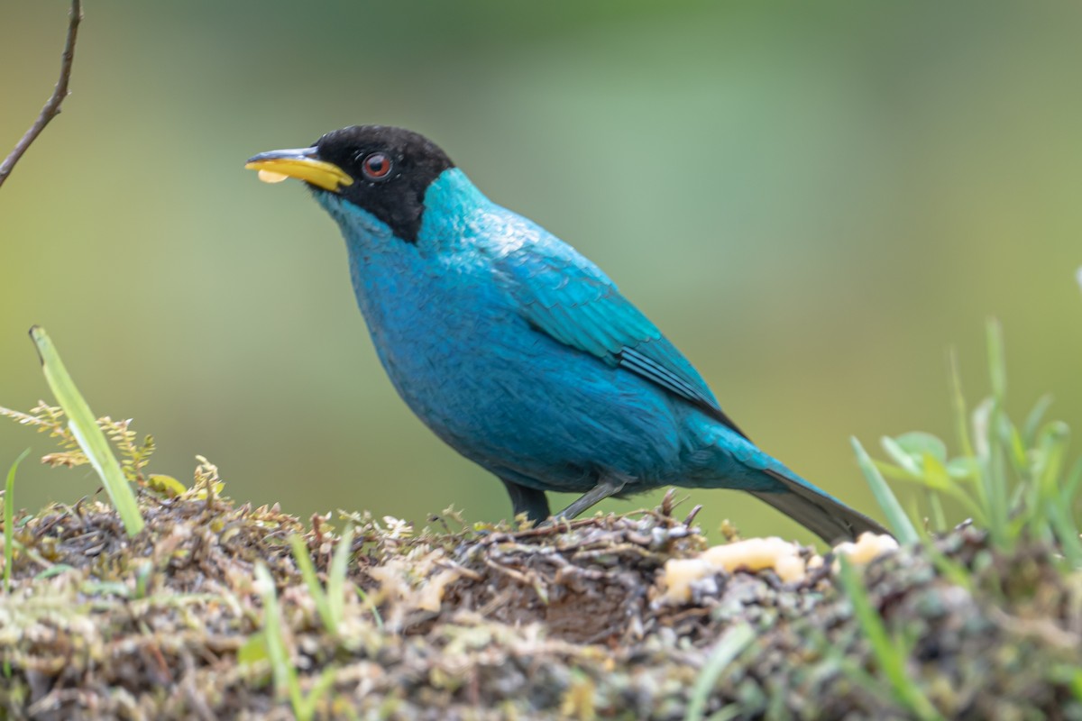 Green Honeycreeper - ML641717765