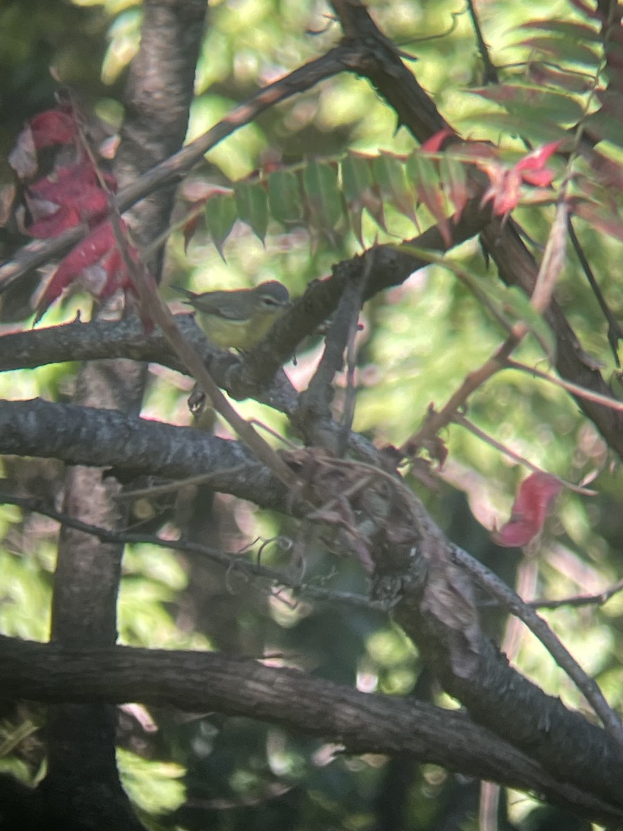 Philadelphia Vireo - ML641717766