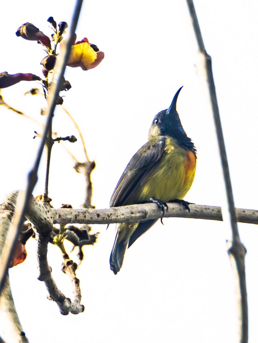 Apricot-breasted Sunbird - ML641717772