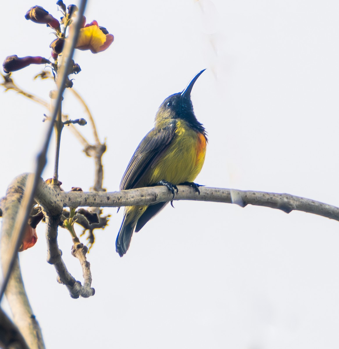 Apricot-breasted Sunbird - ML641717773