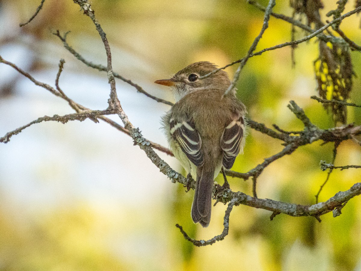 Least Flycatcher - ML641717794