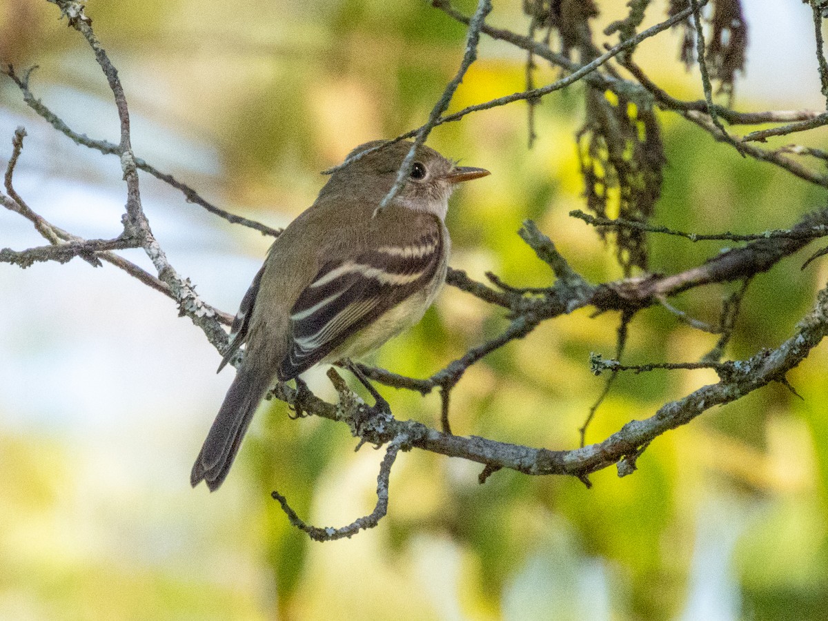 Least Flycatcher - ML641717797