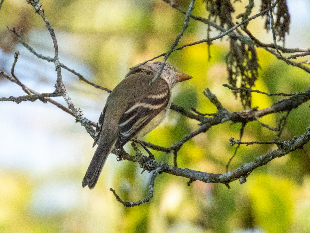 Least Flycatcher - ML641717801