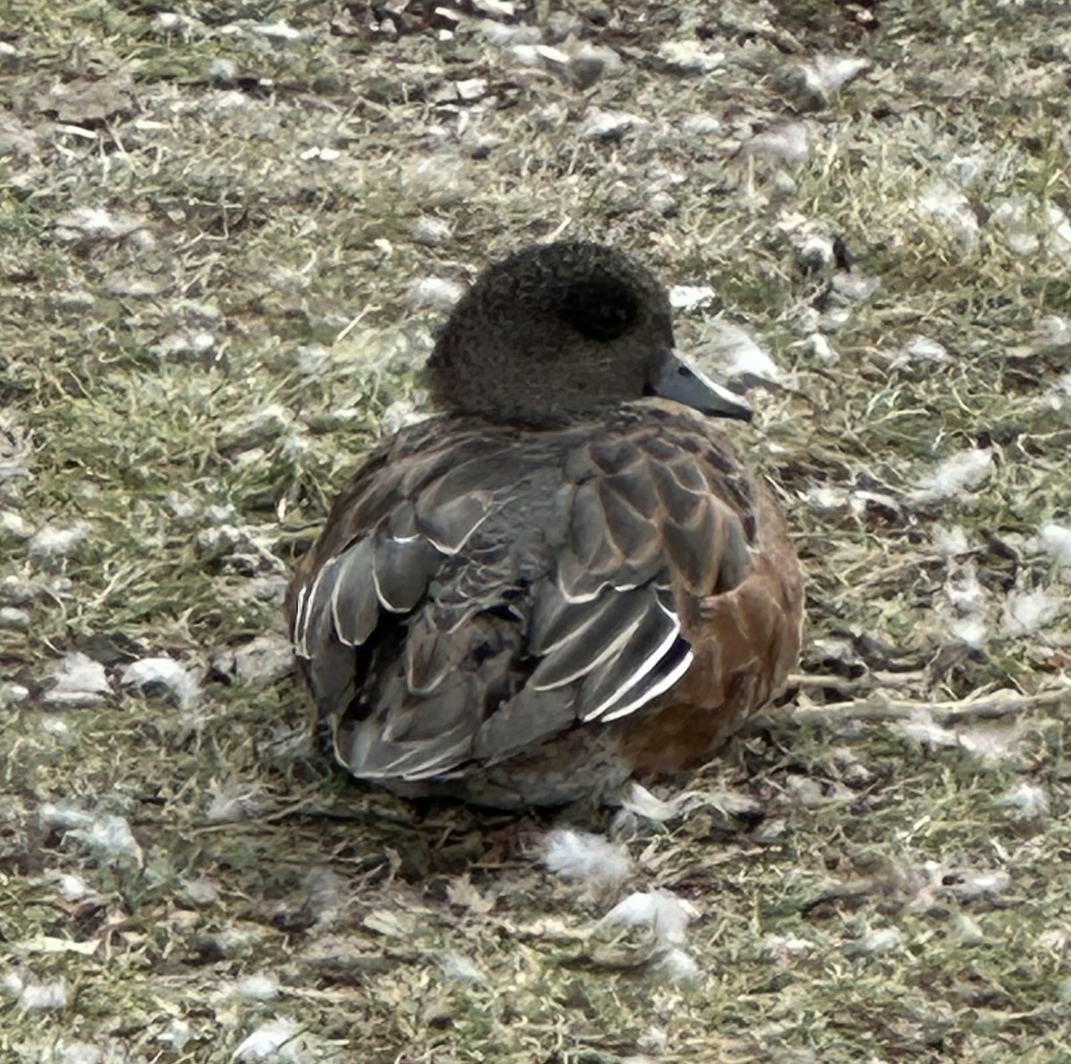 Amerika Fiyusu - ML641717828