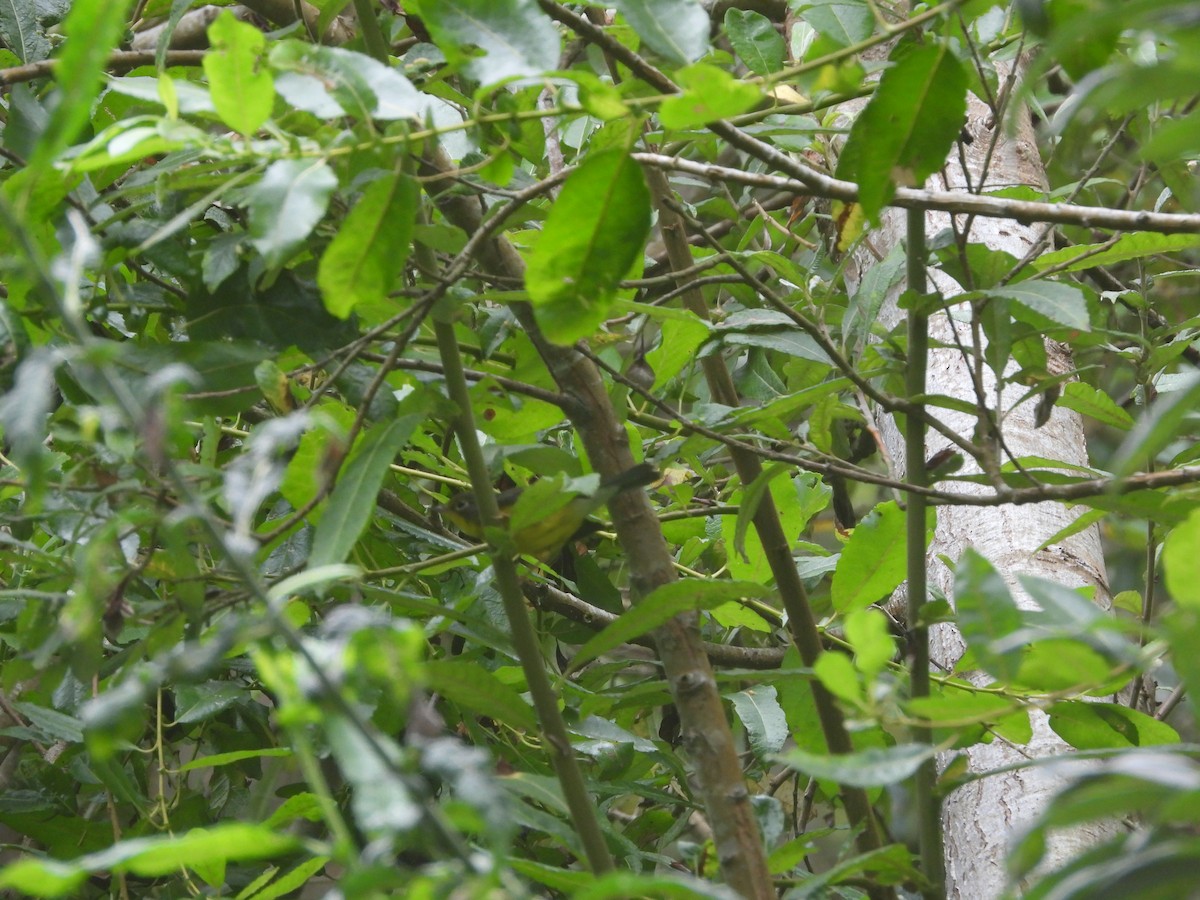 Canada Warbler - ML641717898