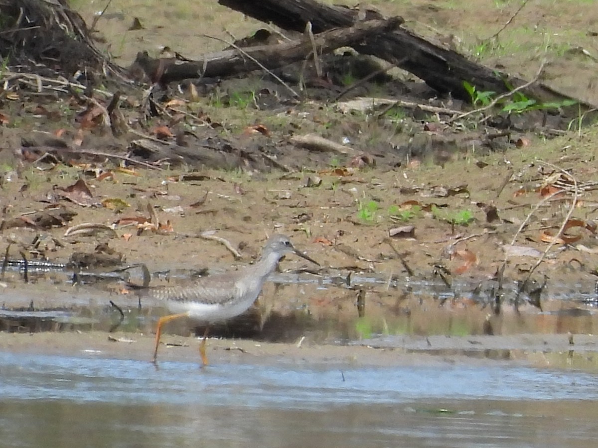 Lesser Yellowlegs - ML641718010