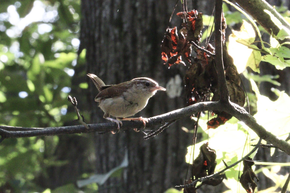 Carolina Wren - ML641718017