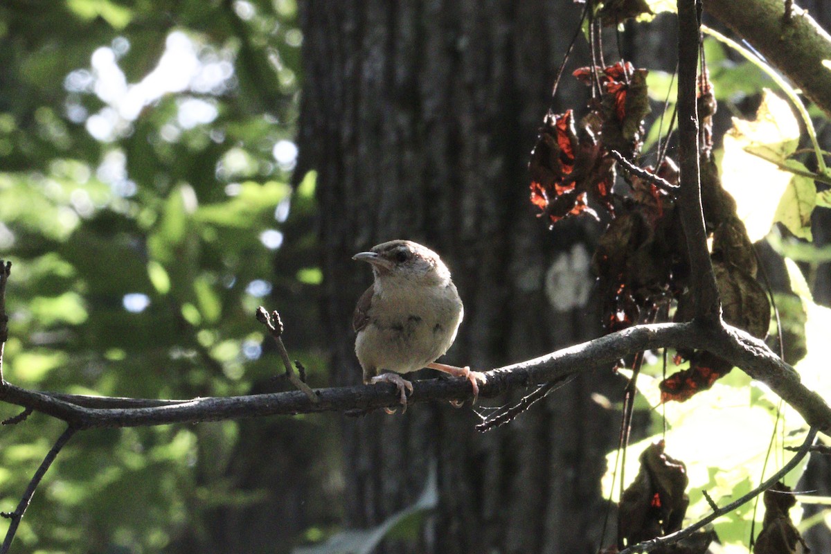 Carolina Wren - ML641718018