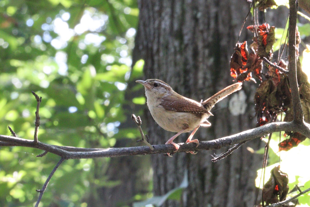 Carolina Wren - ML641718020
