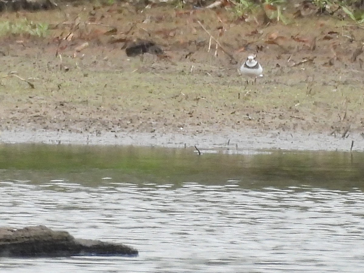 Semipalmated Plover - ML641718030