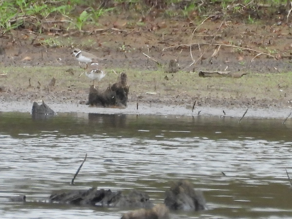 Semipalmated Plover - ML641718031