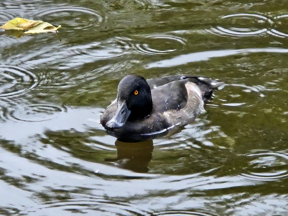 Tufted Duck - ML641718034