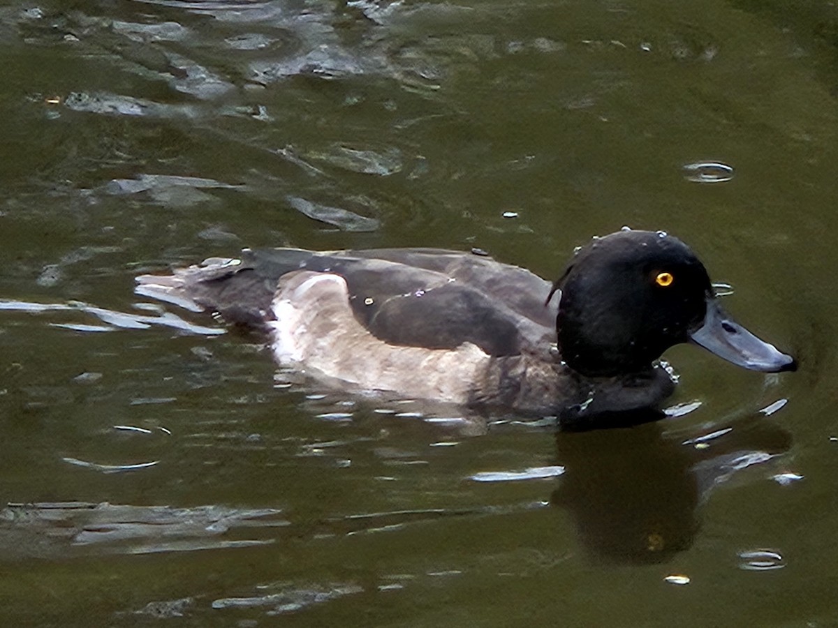 Tufted Duck - ML641718035