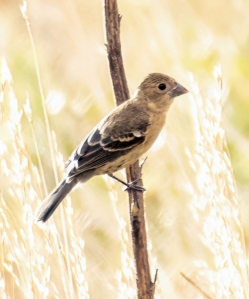 Blue Grosbeak - ML641718044