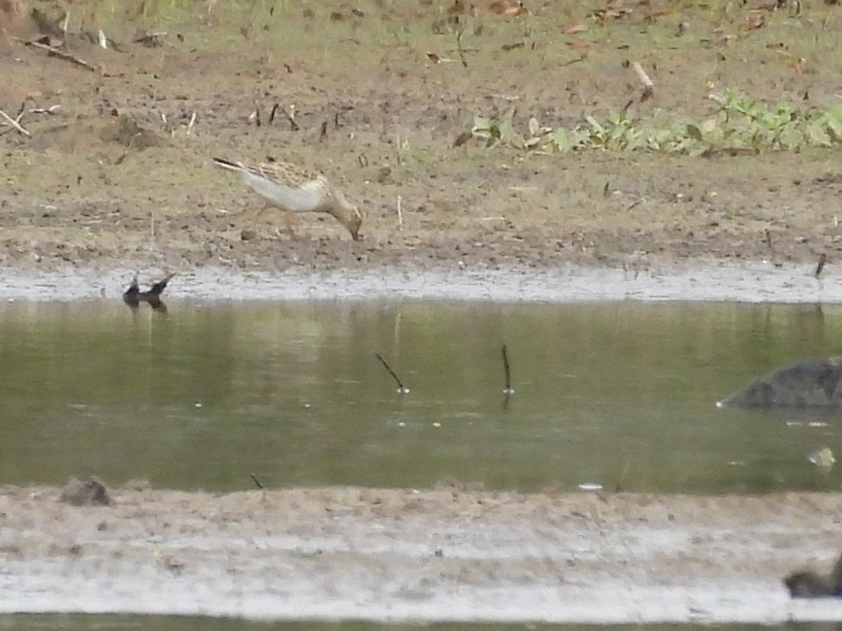 Pectoral Sandpiper - ML641718045
