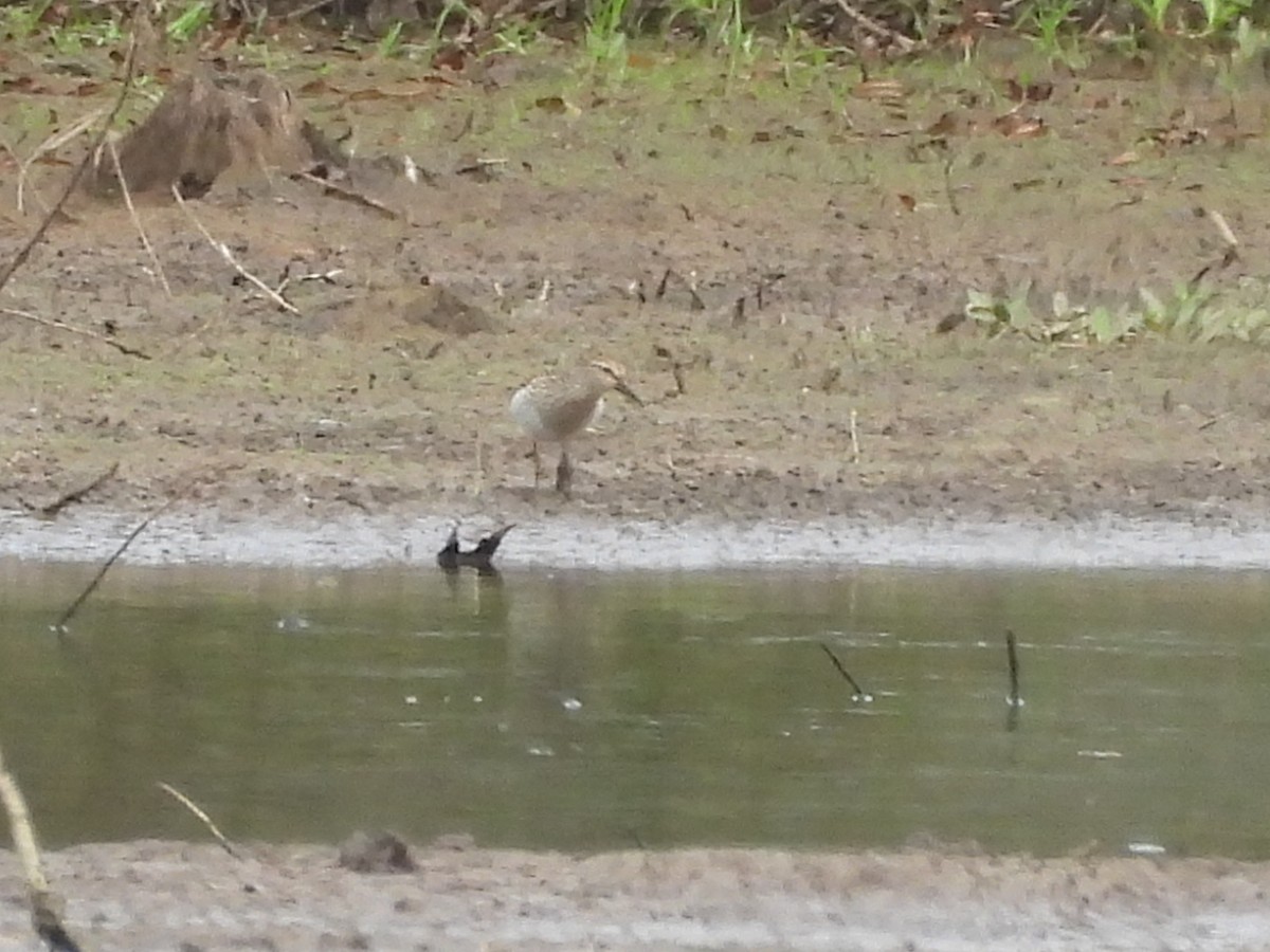 Pectoral Sandpiper - ML641718046
