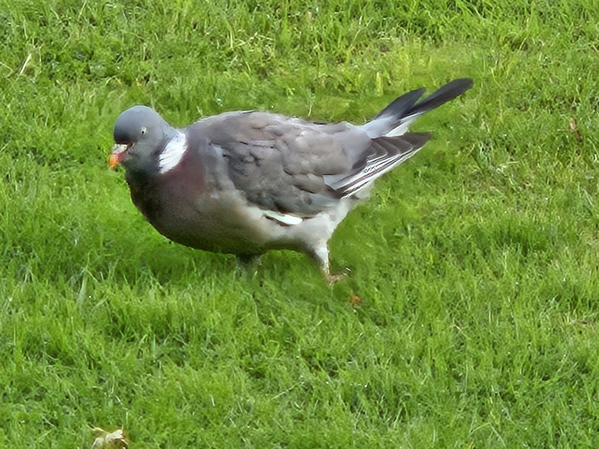 Common Wood-Pigeon - ML641718056