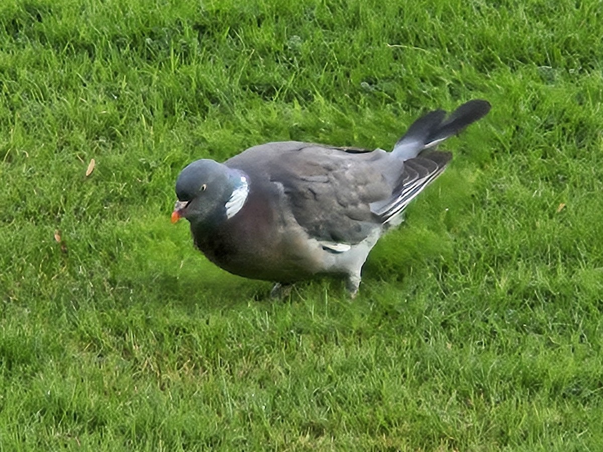 Common Wood-Pigeon - ML641718057