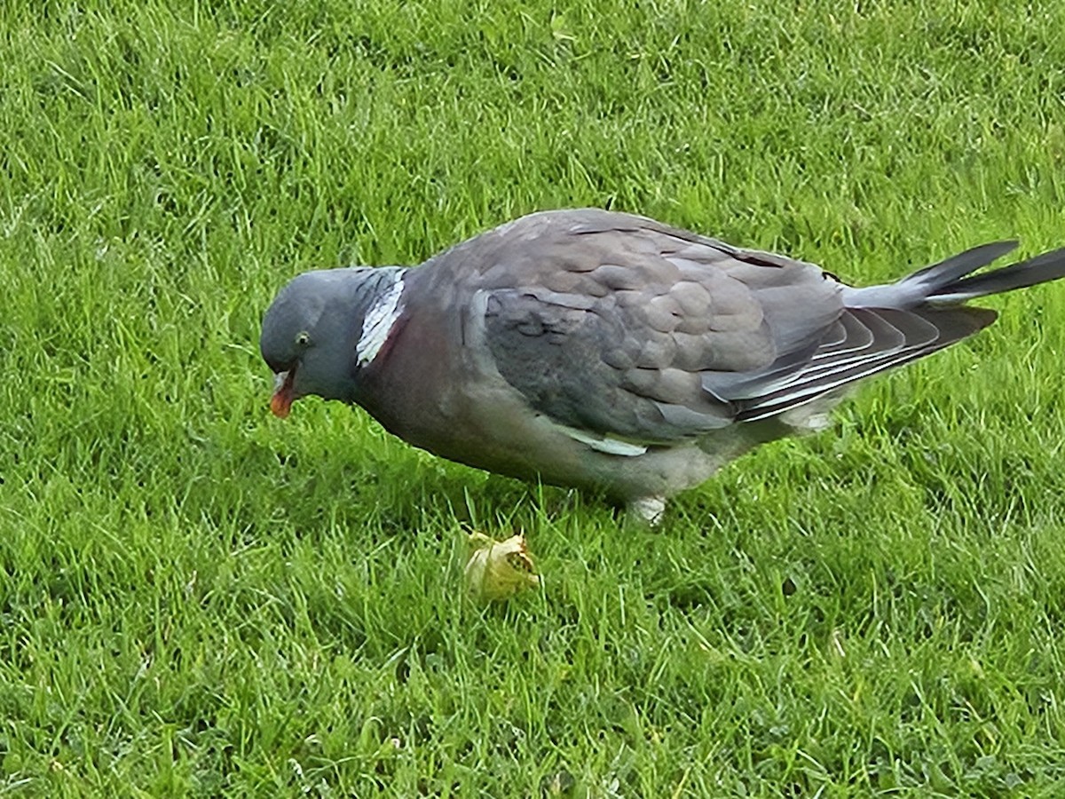 Common Wood-Pigeon - ML641718058