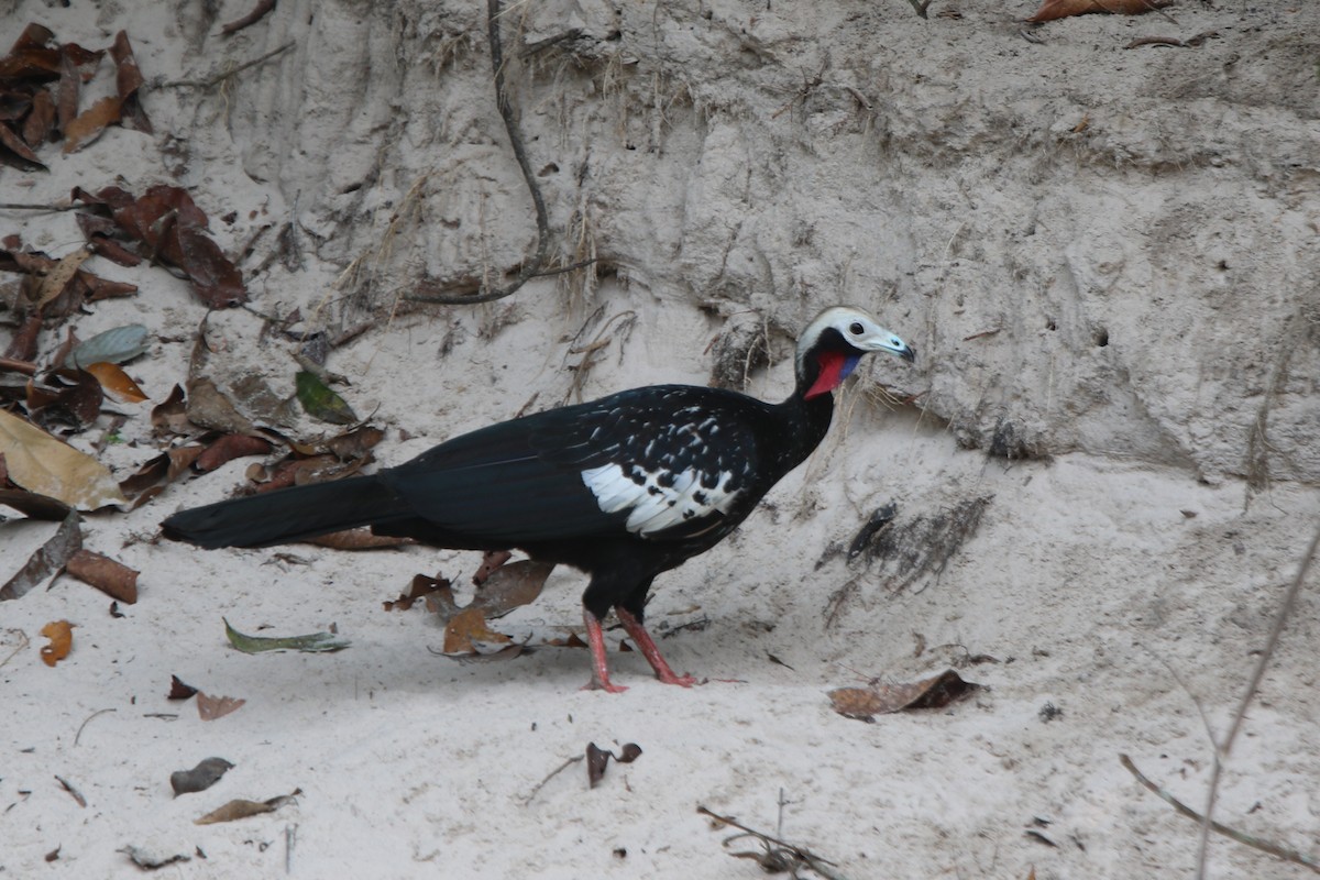 Red-throated Piping-Guan - ML641718061