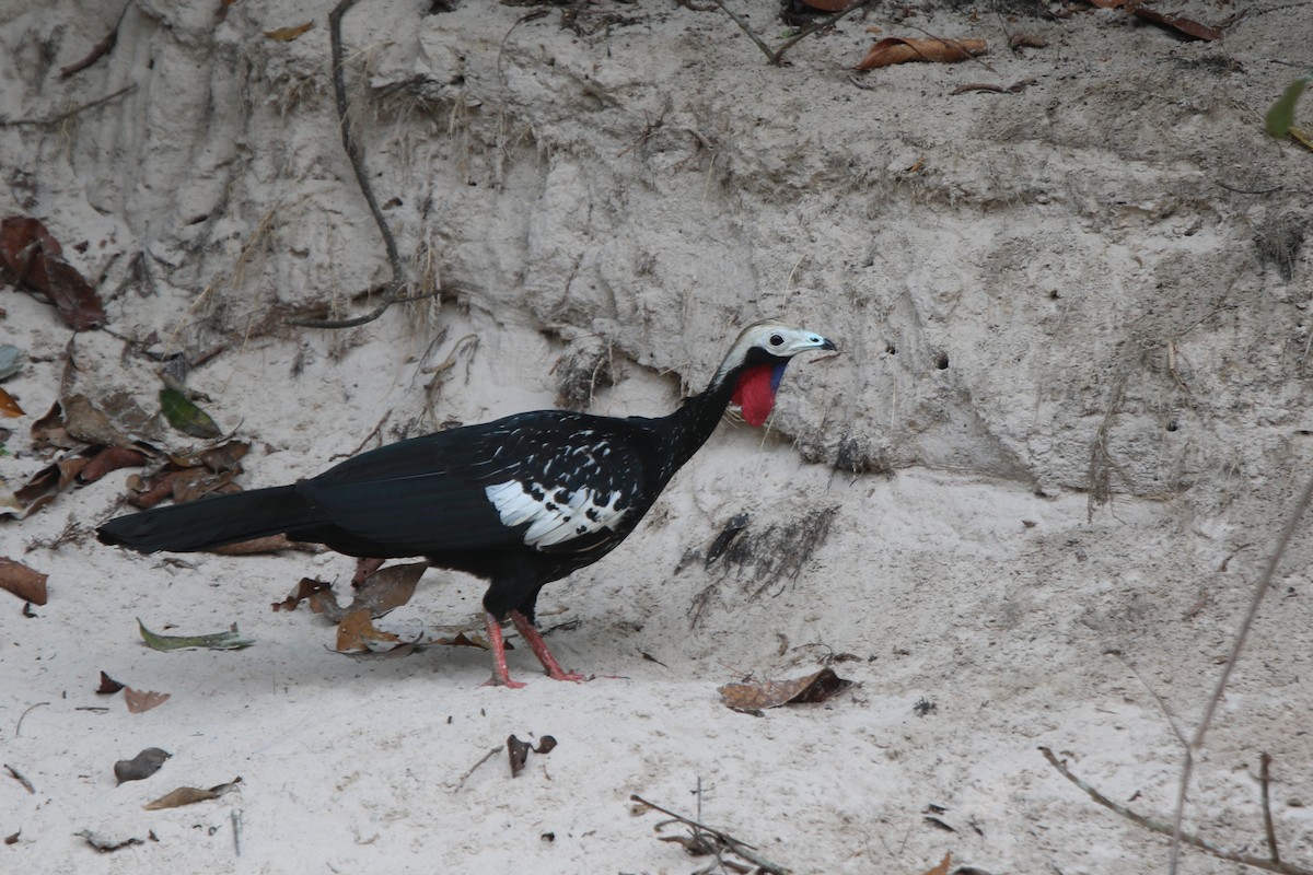 Red-throated Piping-Guan - ML641718063
