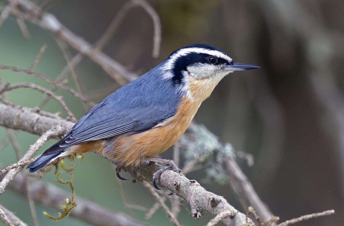 Red-breasted Nuthatch - ML641718070