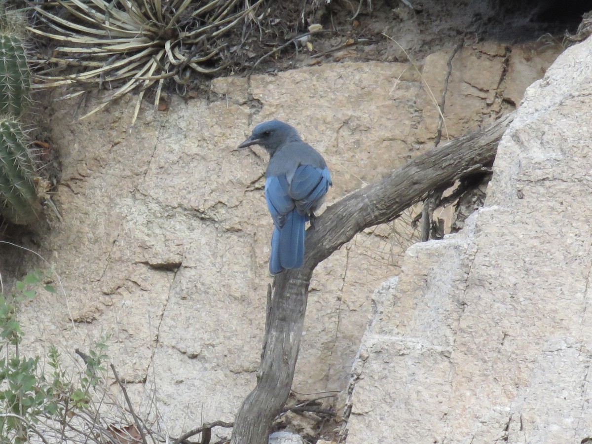 Mexican Jay - ML641718071