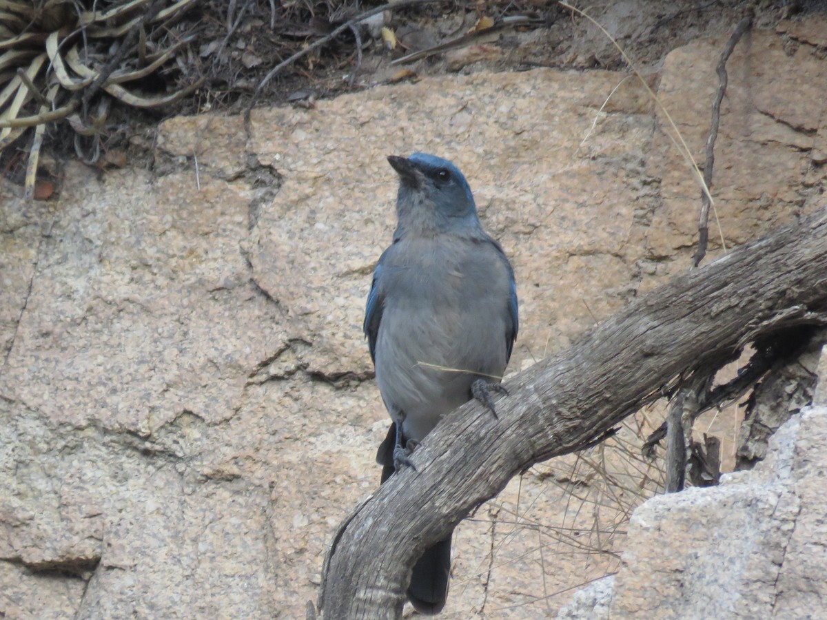 Mexican Jay - ML641718072