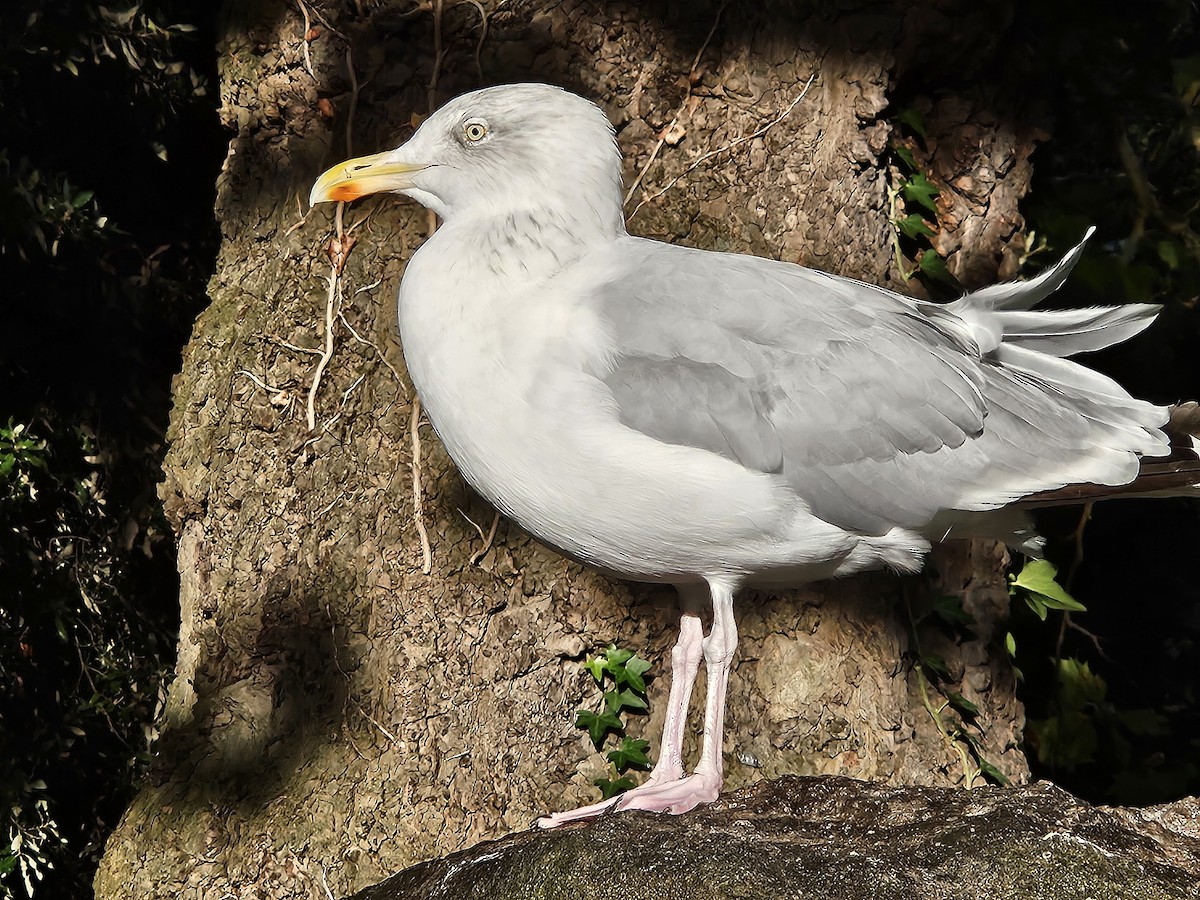 European Herring Gull - ML641718103