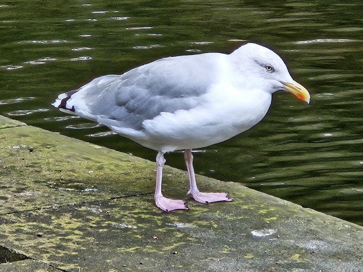 European Herring Gull - ML641718104