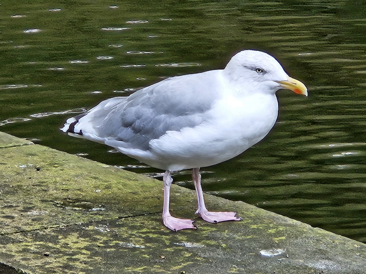 European Herring Gull - ML641718105