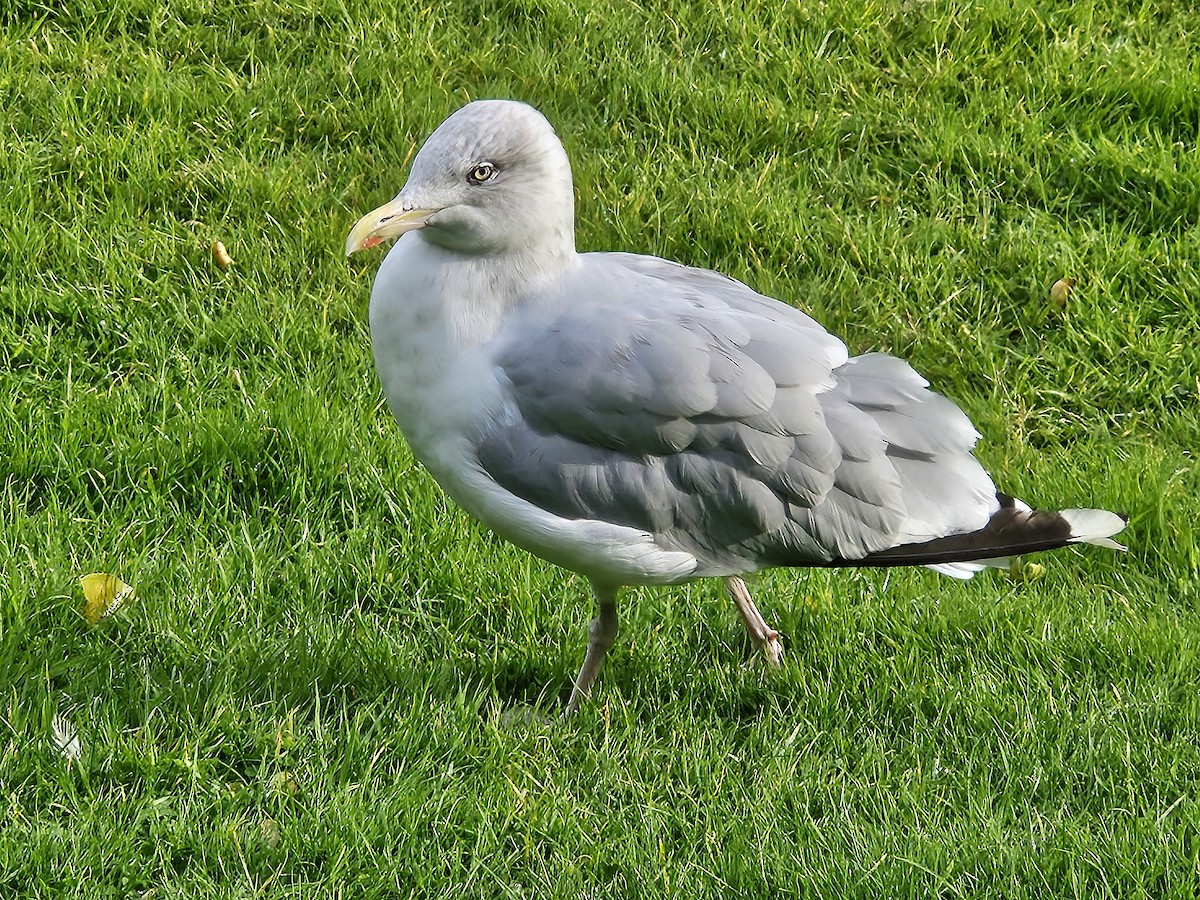 European Herring Gull - ML641718106