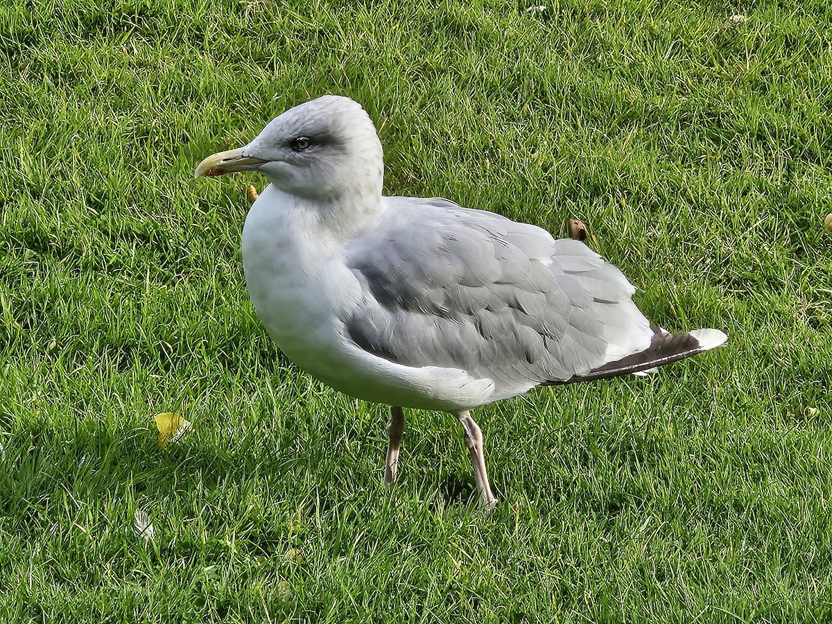 European Herring Gull - ML641718107