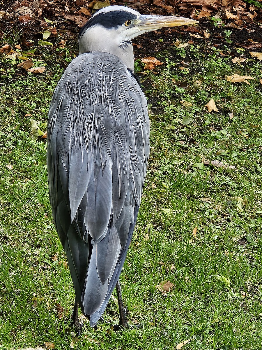 Gray Heron - ML641718134