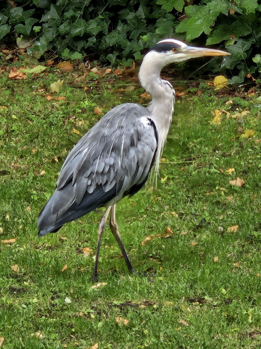 Gray Heron - ML641718135