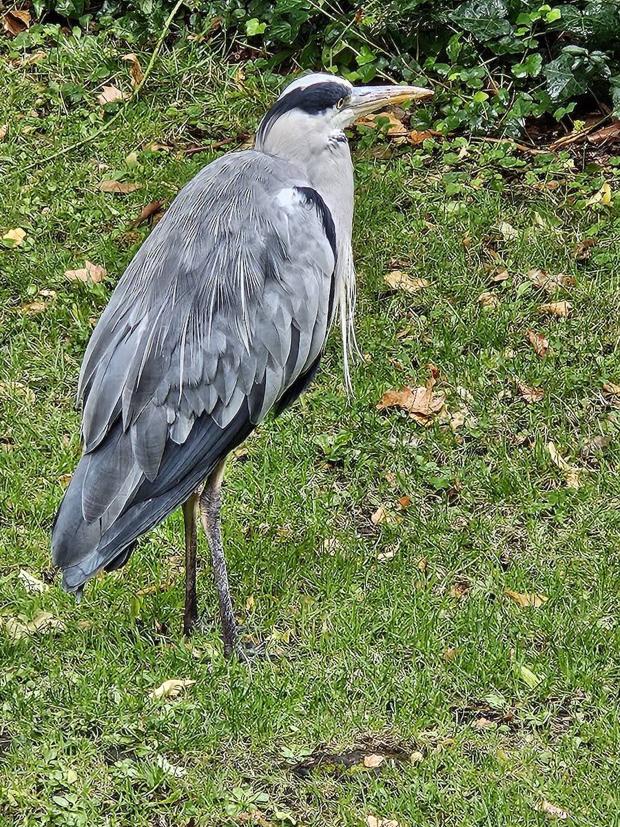 Gray Heron - ML641718136