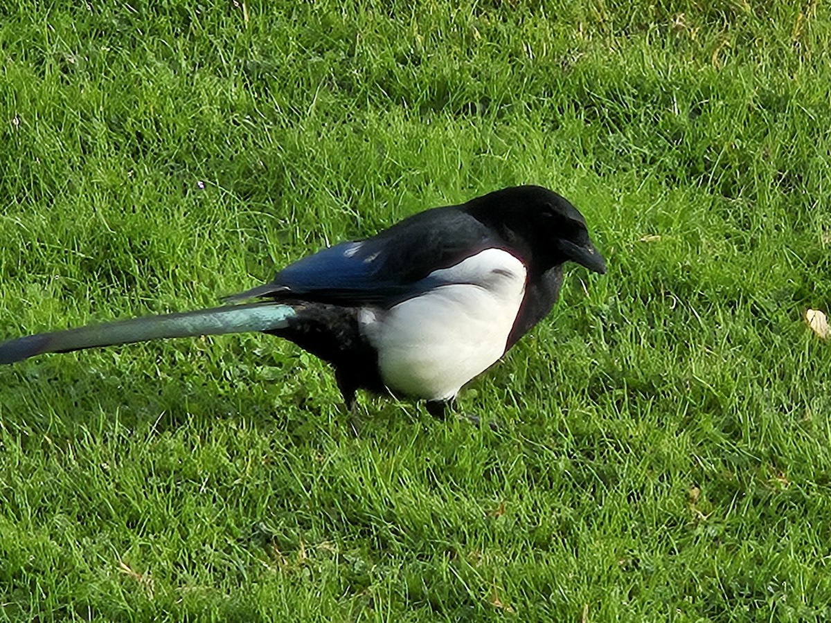 Eurasian Magpie - ML641718165