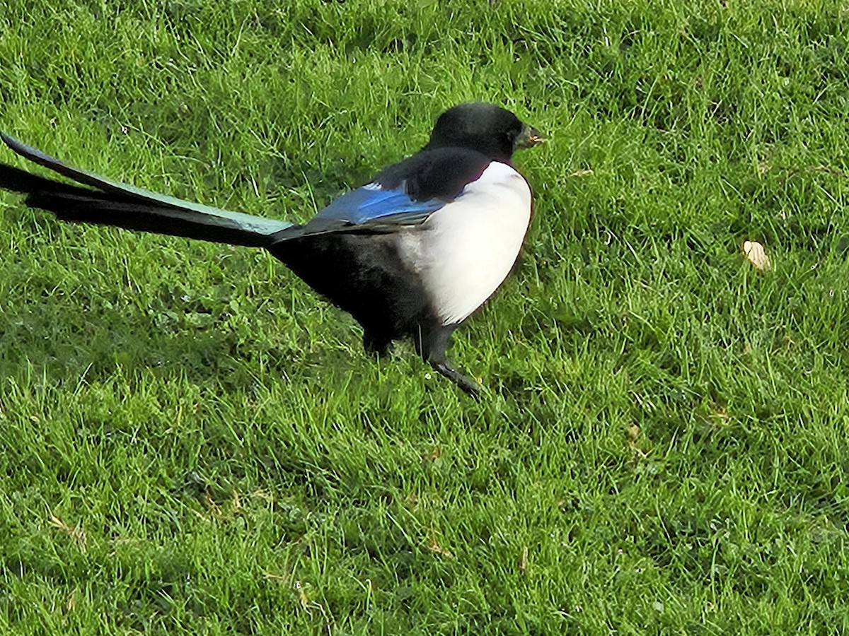 Eurasian Magpie - ML641718166