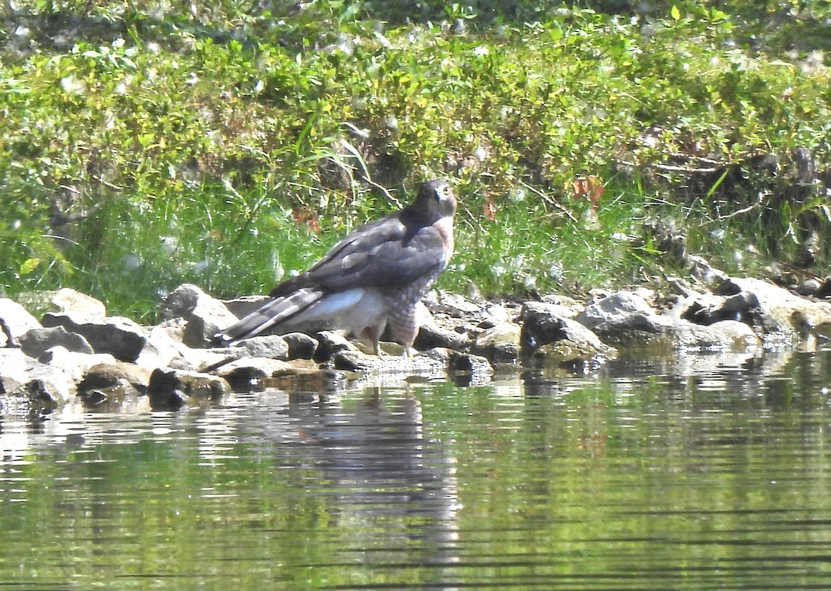 Cooper's Hawk - ML641718168