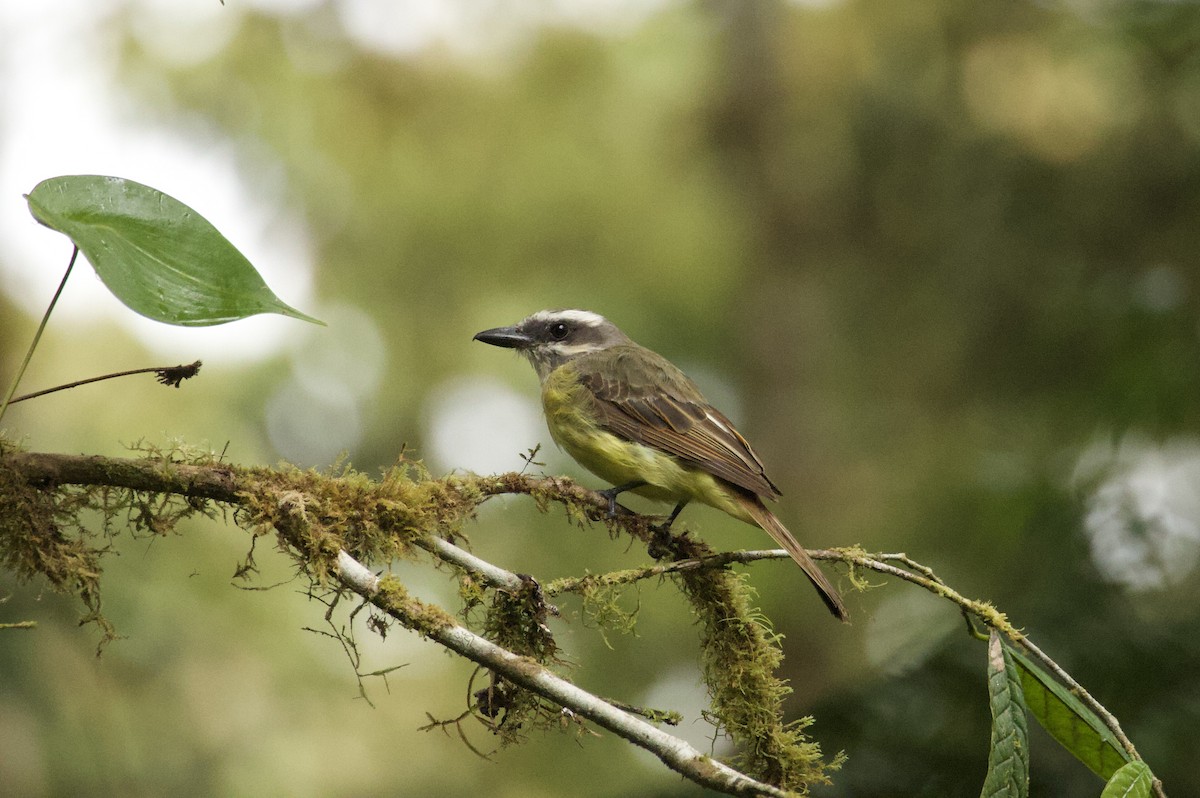 Golden-bellied Flycatcher - ML641718172