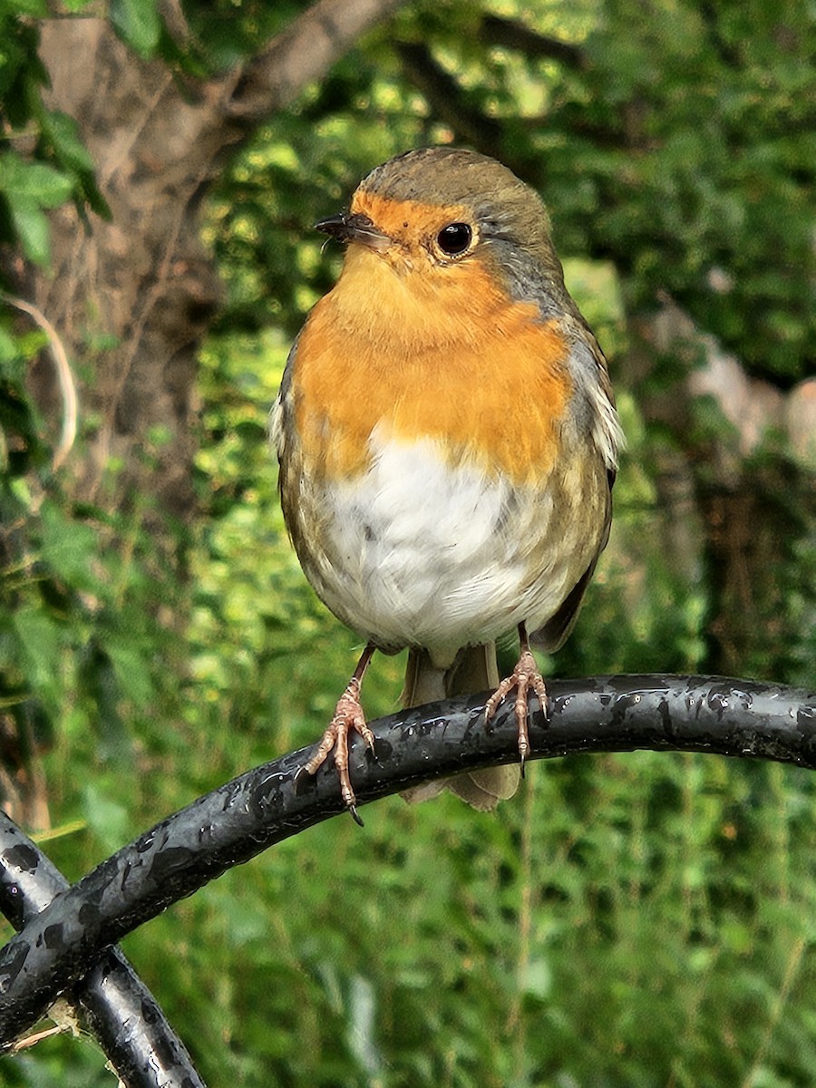 European Robin - ML641718179