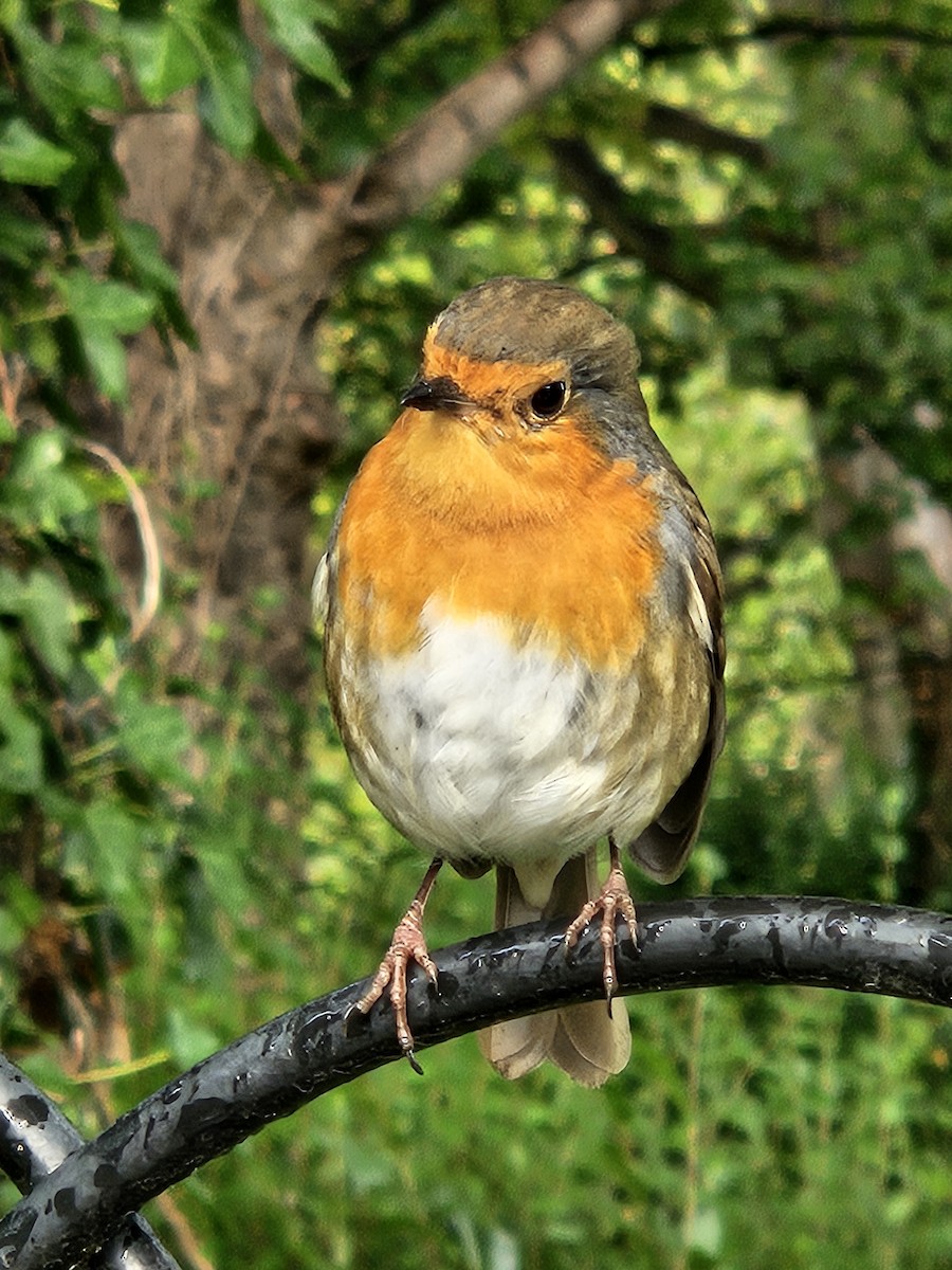 European Robin - ML641718180