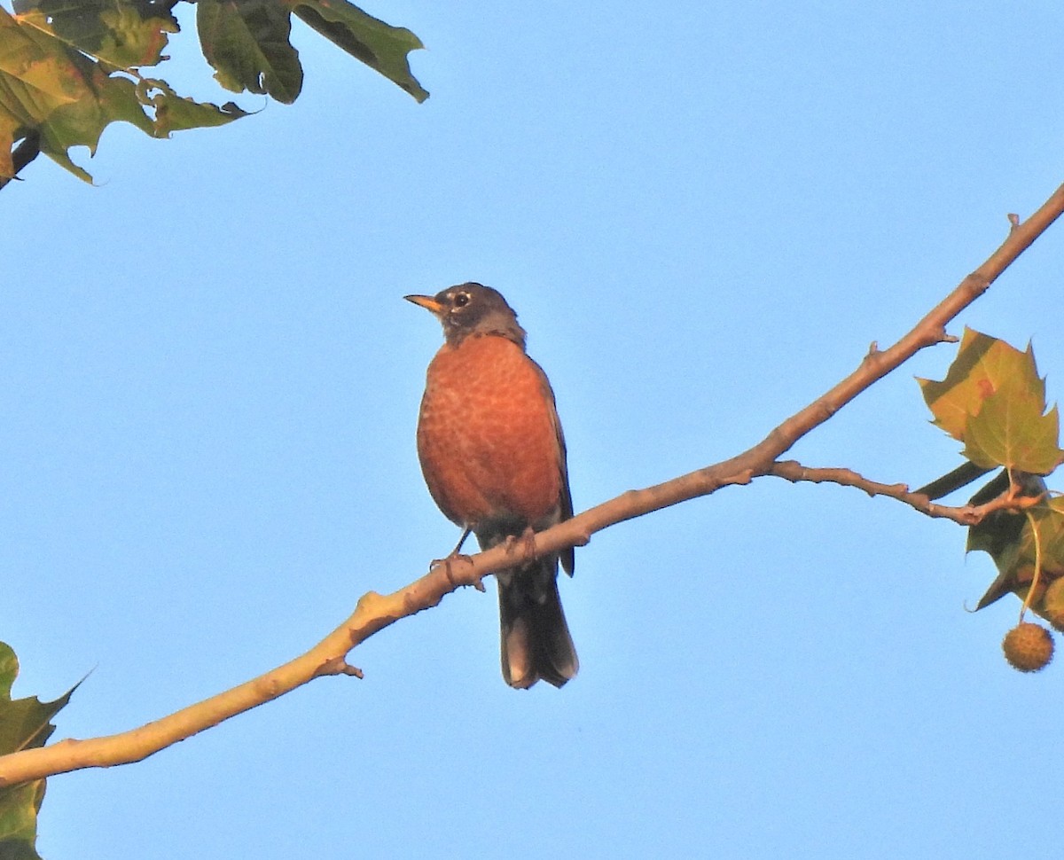 American Robin - ML641718186