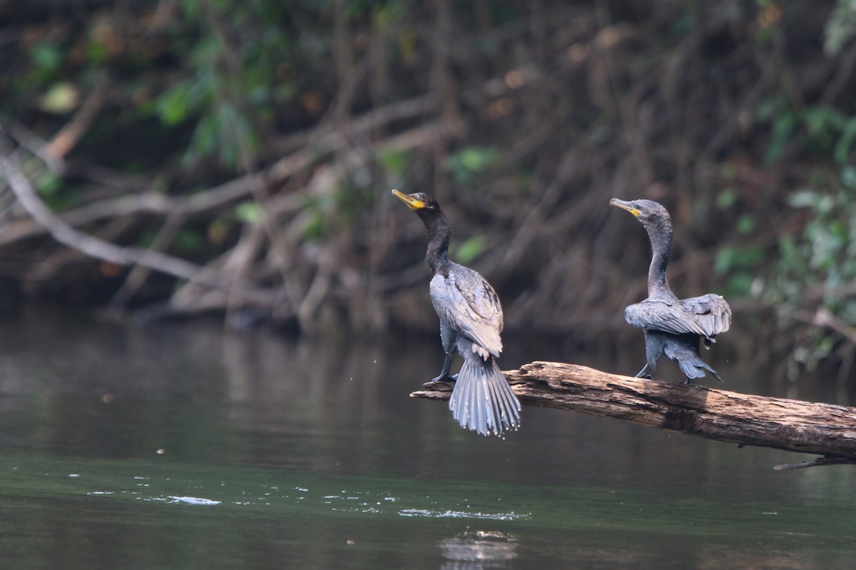 Neotropic Cormorant - ML641718219