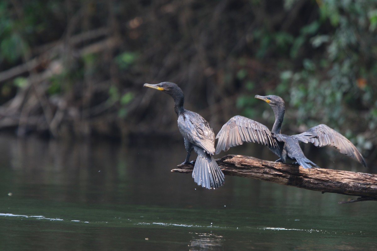 Neotropic Cormorant - ML641718220