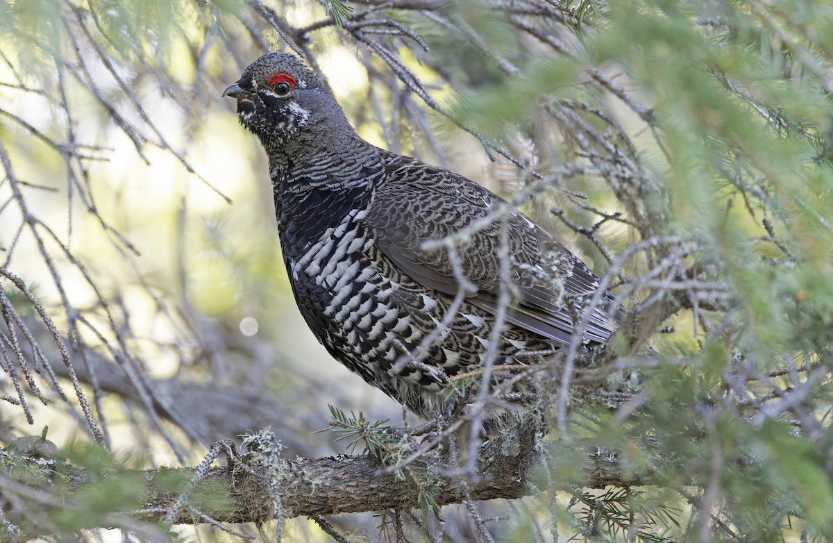 Spruce Grouse - ML641718240