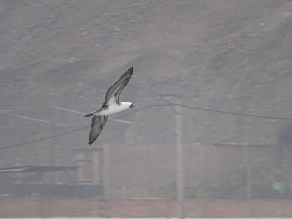Peruvian Booby - ML641718256